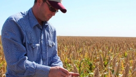 Locura granífera: el sorgo 2020/21 ya vale 10 u$s/tonelada más que el maíz