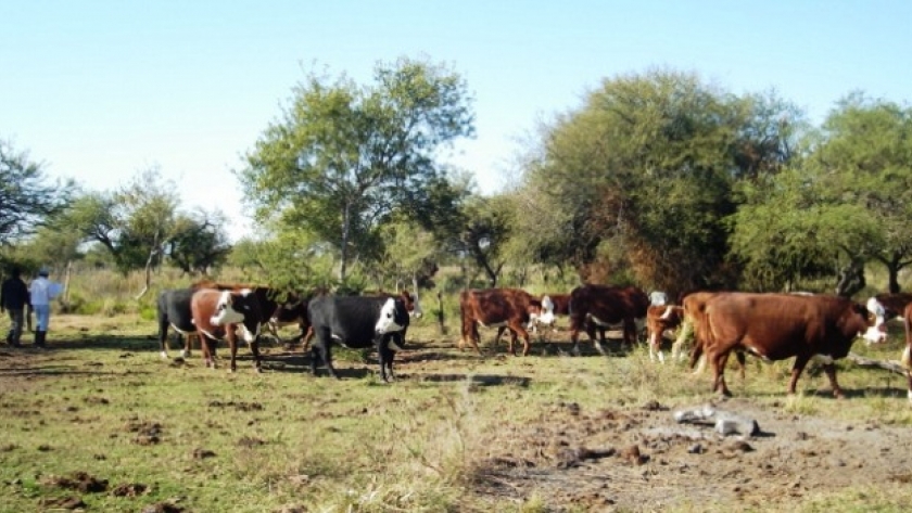 En el Este de Mendoza apuntan a potenciar la ganadería con obras hídricas
