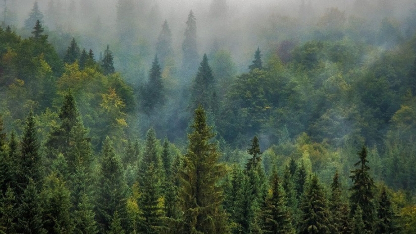 Río Negro conmemora el Día Nacional del Árbol
