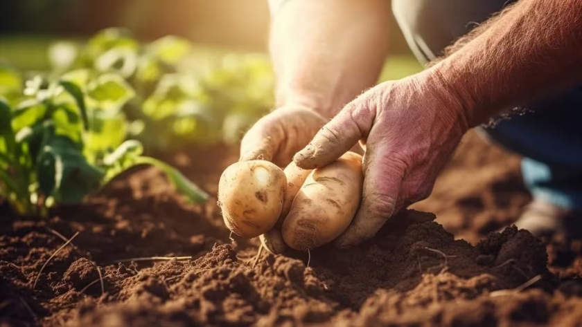 Cómo almacenar papas para maximizar su frescura y evitar brotes