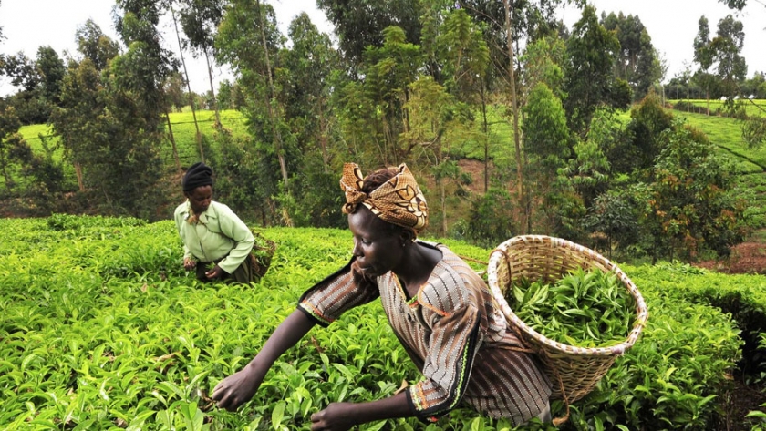 El Banco Africano de Desarrollo pone la adaptación climática 
