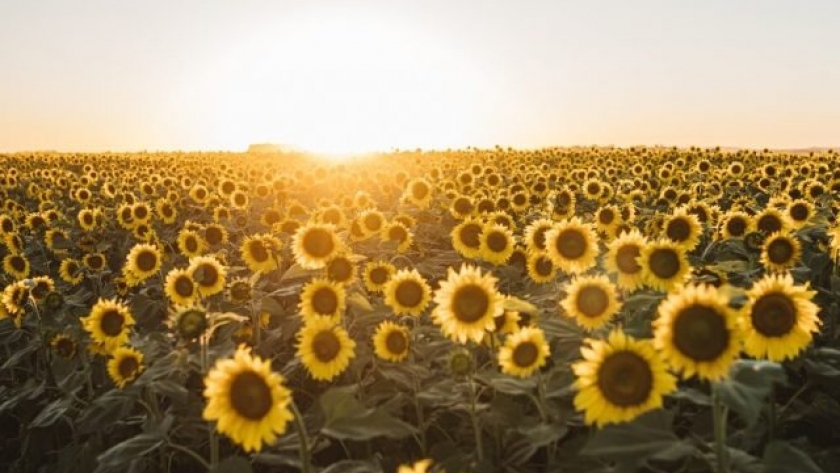 El calor ataca al girasol