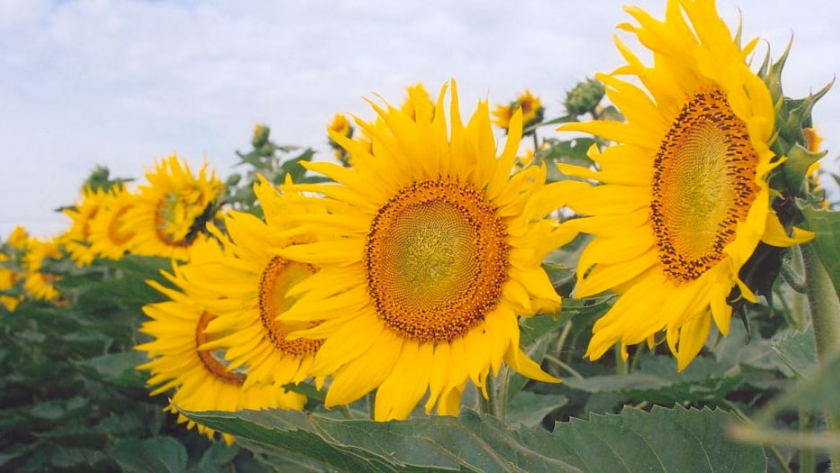 Prevén que se acelere la siembra de girasol y maíz en Santa Fe