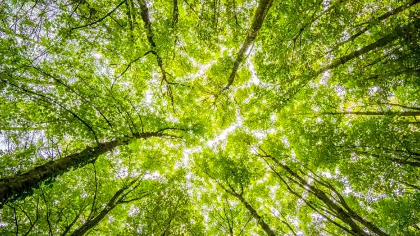 Chile obtiene tasa récord en emisiones de bonos verdes impulsando energía solar, eólica y mitigación al cambio climático