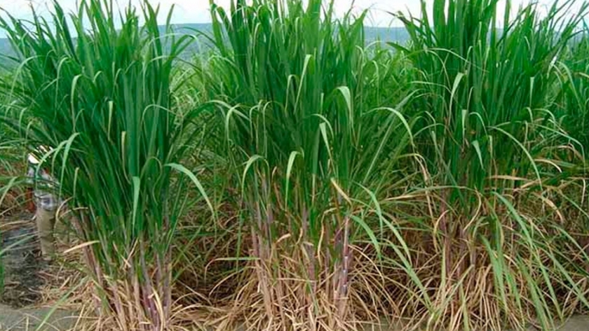 Estrategias para la optimización del uso de fertilizantes nitrogenados en el cultivo de caña de azúcar