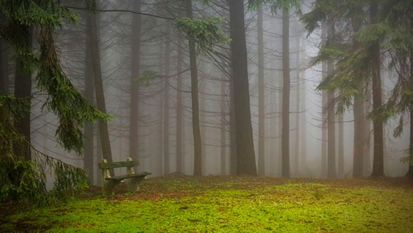 ¿Cómo diseñar un vivero forestal?