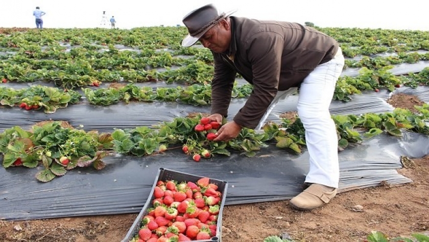 El área de producción de frutilla en la provincia creció a 567 hectáreas