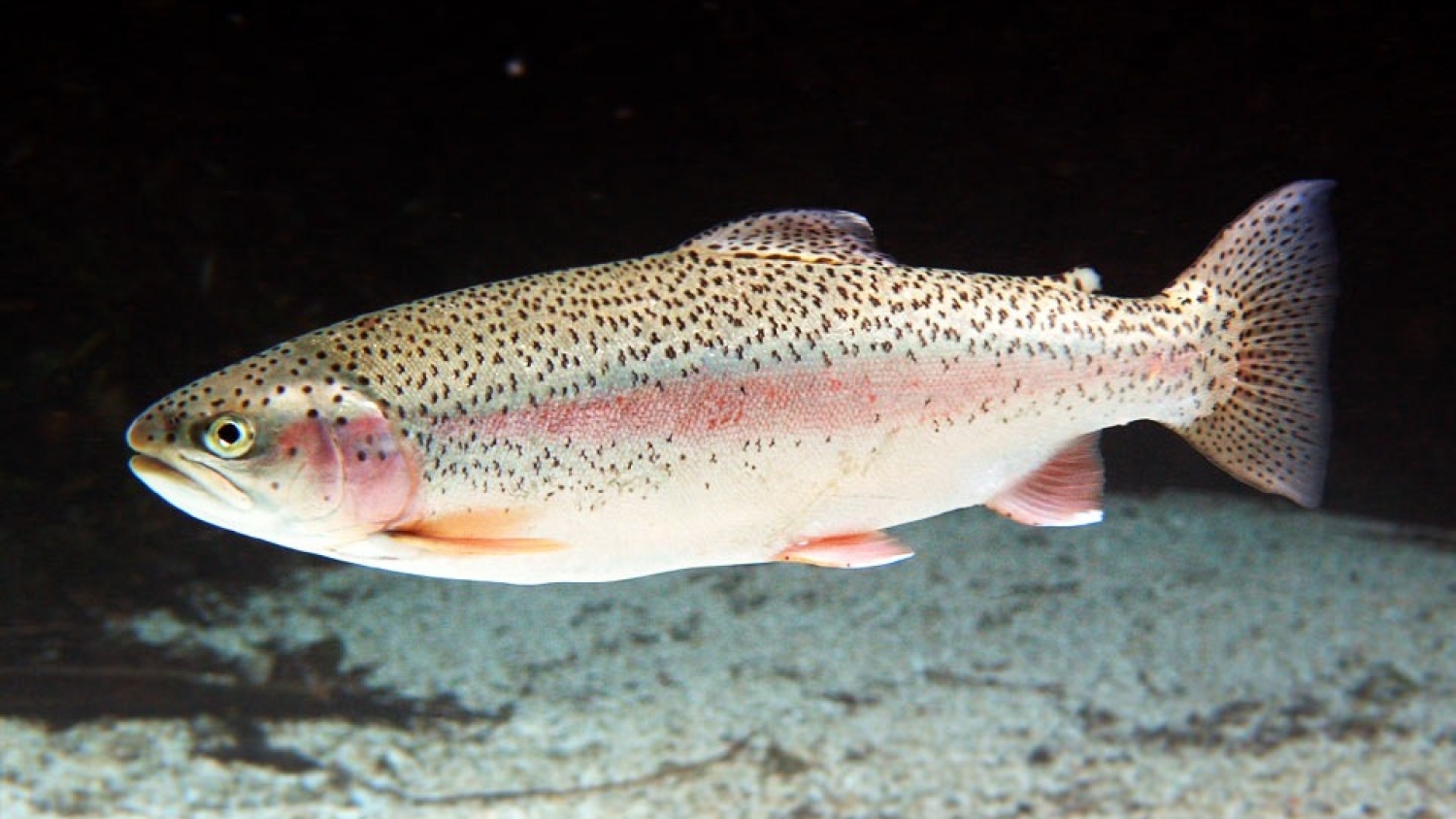 La trucha arcoíris impulsa a la Patagonia como nuevo polo acuícola y proyecta a Argentina en mercados internacionales