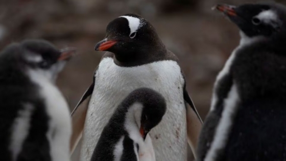 <Confirmación de gripe aviar en la Antártida Continental: Un riesgo potencial para las colonias de pingüinos