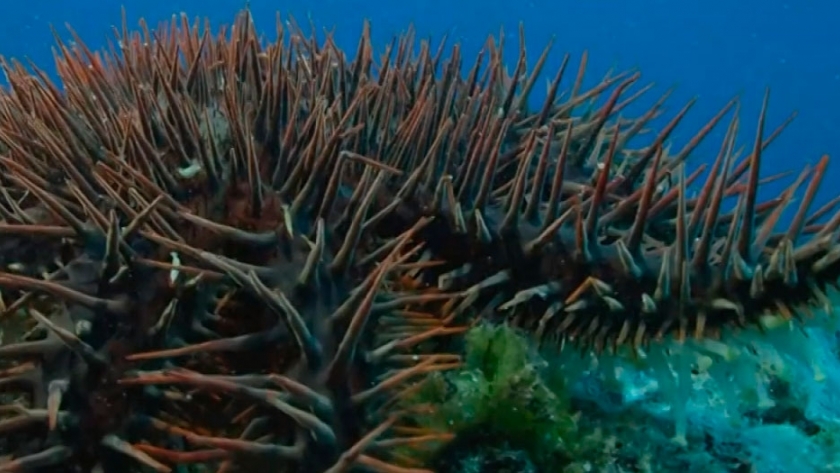 Desarrollan proyecto que mejora prácticas de la agricultura para salvar a la gran barrera de coral de Australia