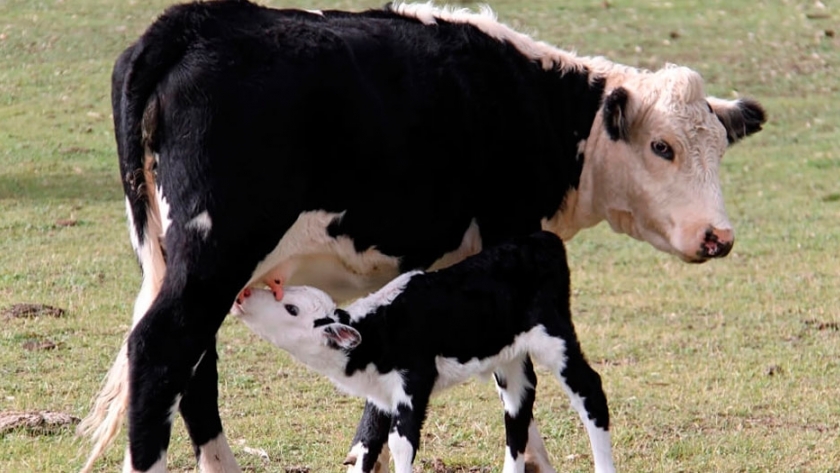 Vacas: guía para un parto saludable