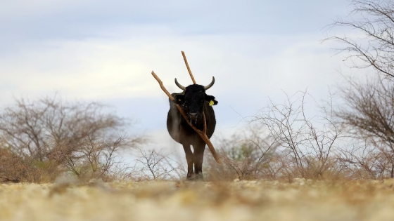 Alerta en la industria agroalimentaria de EE.UU.: la sequía amenaza la producción de carne y lácteos