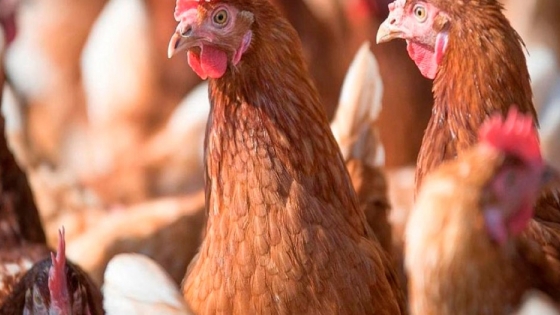 La avicultura genera 22 mil empleos en Entre Ríos