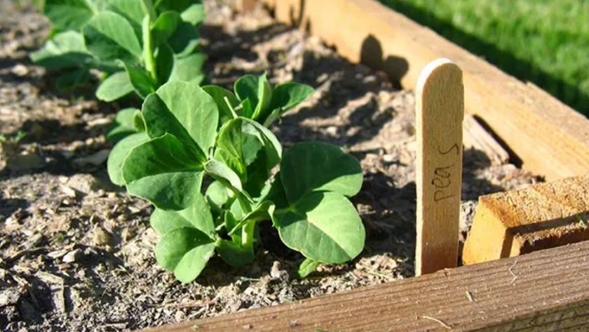 Pesticidas caseros: una forma sustentable de controlar plagas