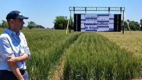 Las autoridades técnicas de Brasil desoyeron a Scioli y postergaron la aprobación del trigo transgénico HB4: Pidieron información adicional a Bioceres