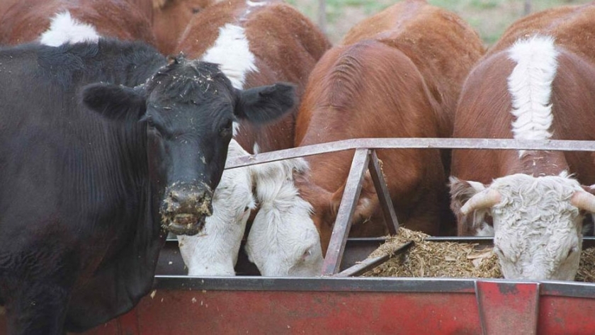 Semillas de algodón, la mejor opción para mejorar la preñez de la vaca