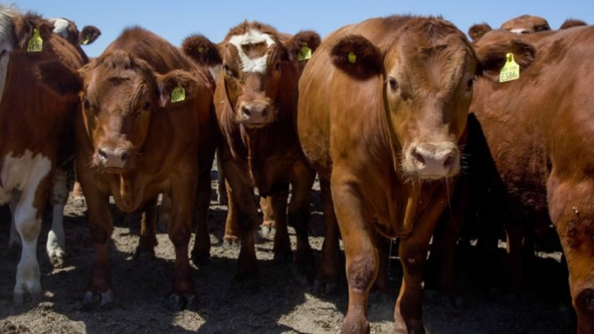 Se agiliza el movimiento de hacienda en las zonas de emergencia agropecuaria