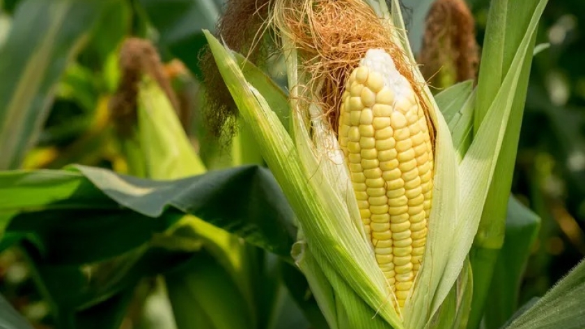 Agricultores familiares recibieron asistencia técnica en terreno