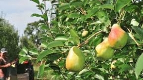 Con una maduración anticipada de cinco días, comenzó la cosecha de peras en Río Negro