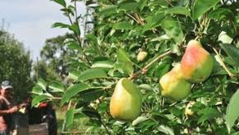 Con una maduración anticipada de cinco días, comenzó la cosecha de peras en Río Negro