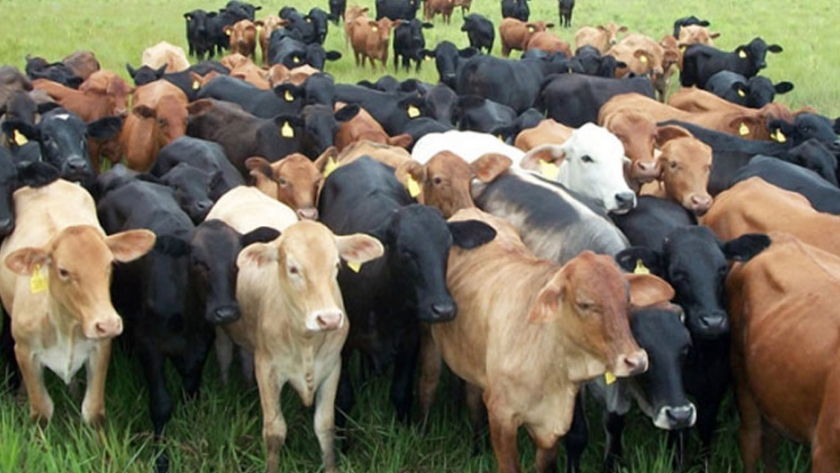 CEFC respalda a los ganaderos de ganado vacuno y ovino con tecnología para aumentar la productividad y aumentar el carbono del suelo