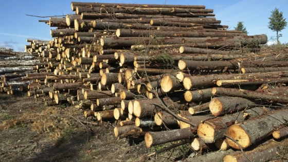 Jornadas de reconversión del sector Forestal Industrial