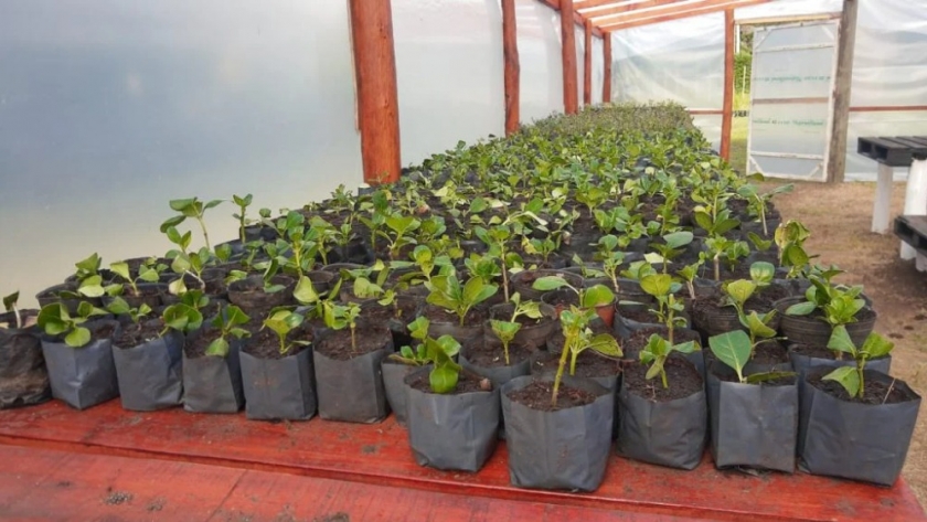 Potencian producción forestal con nuevo laboratorio de semillas en el vivero de Miramar