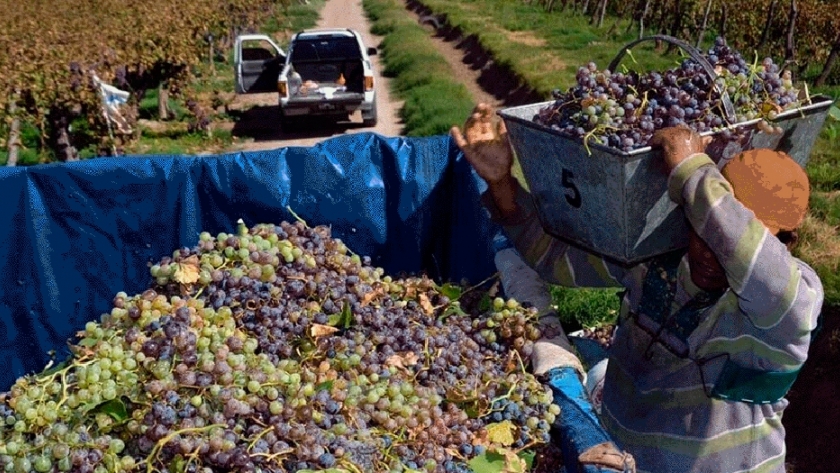 Preocupante, necesitaban 3.000 cosecheros de uvas y aceitunas en La Rioja y se presentaron tres