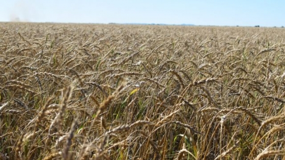 Solo la mitad del trigo tiene humedad adecuada