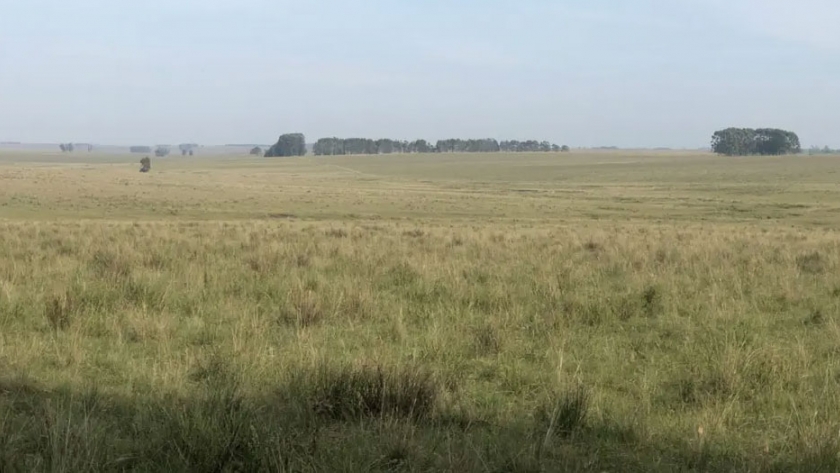 Irse a Uruguay. Los productores argentinos consultan para invertir, pero no hay una 