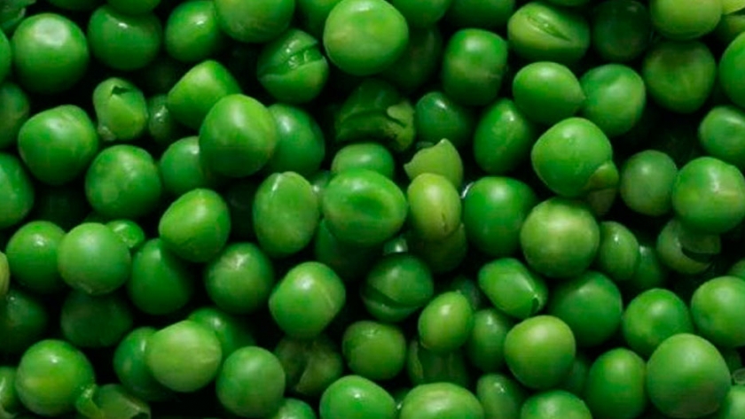 Logran producir una nueva variedad de Arvejas