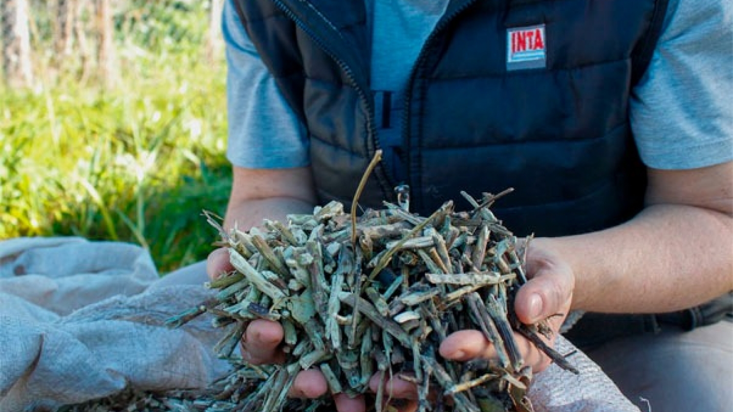 Del descarte al valor agregado: investigan cómo los palitos de yerba mate pueden convertirse en un aliado de la agricultura sostenible