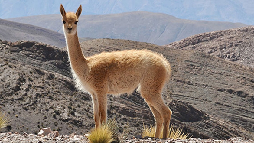 La caza de vicuñas sin límite ni control