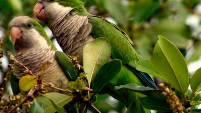 Las loras y las palomas tienen a maltraer a los productores de Santa Fe