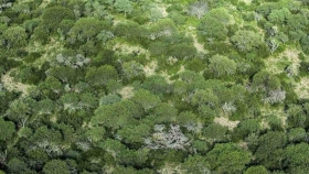 La eliminación del Fondo de Bosques: una amenaza para la protección ambiental