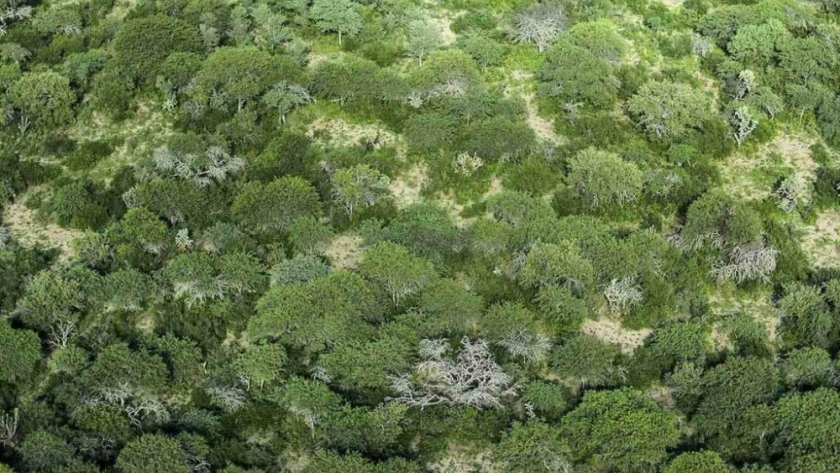 La eliminación del Fondo de Bosques: una amenaza para la protección ambiental