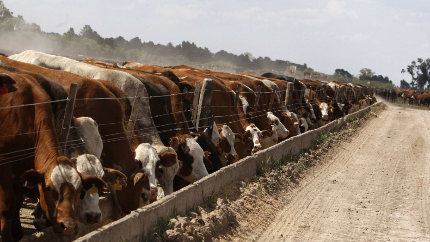 El feedlot alcanza un récord de ocupación y prepara una fuerte salida de hacienda para fin de año