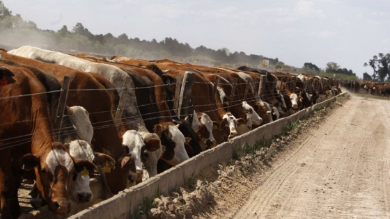El feedlot alcanza un récord de ocupación y prepara una fuerte salida de hacienda para fin de año