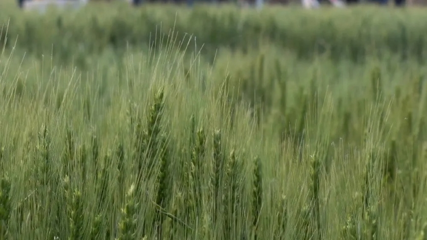 En el sur bonaerense, el trigo enfrentó 133 heladas: la fecha de siembra, el factor diferencial