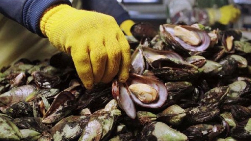 Salud alerta por Marea Roja en playas de Caleta de Los Loros, Pozo Salado y Bahía Creek