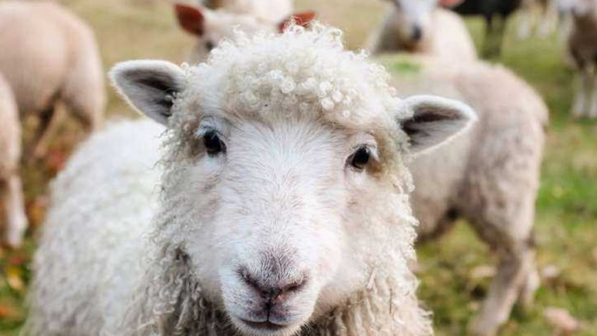 Por qué reducir los antibióticos en animales de granja no es tan fácil como parece