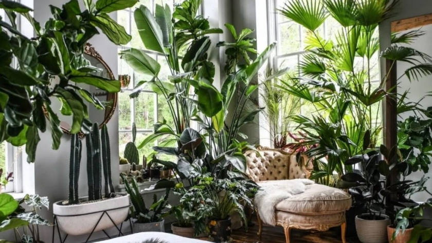 Descubrí la belleza interior: las plantas que transforman tu hogar