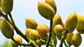 El cultivo del pistacho: los secretos del árbol pistachero