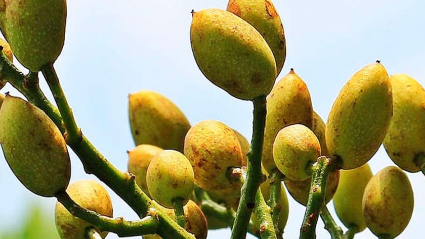 El cultivo del pistacho: los secretos del árbol pistachero