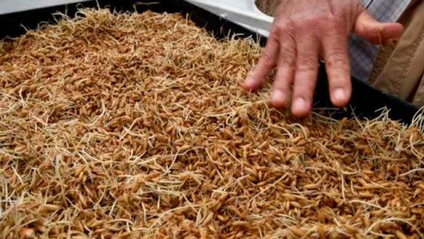 Forraje hidropónico: la Rural de Córdoba dictará cursos para productores afectados por los incendios