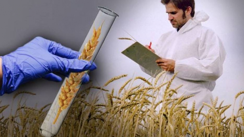 Trigo transgénico: preocupación en el sector ante la posible aceptación de Brasil