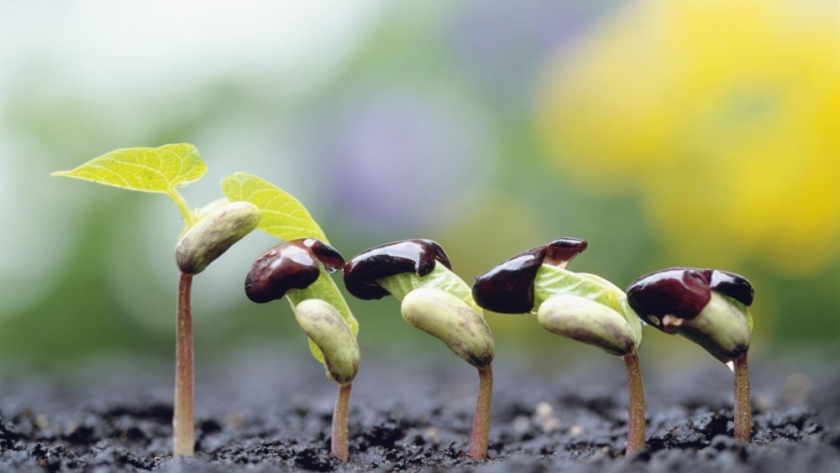Recomendaciones para optimizar el rendimiento del cultivo de soja