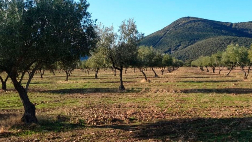 El futuro de la alimentación y la agricultura, la PAC después de 2020