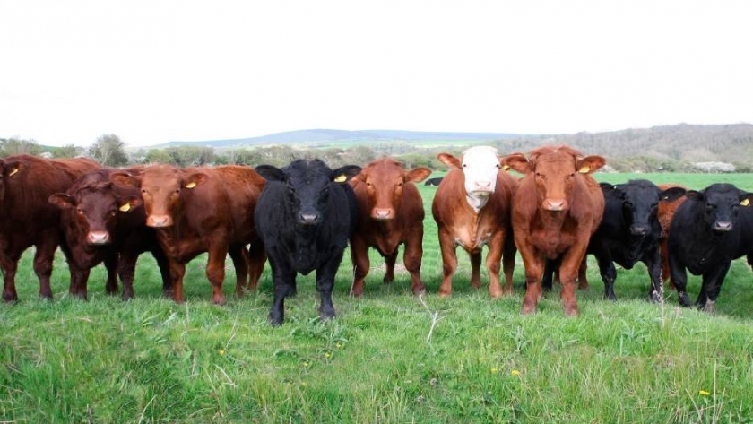 La carne bovina argentina, un negocio que se revaloriza