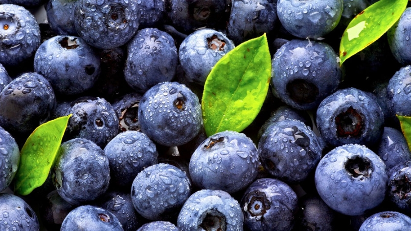 Brasil aprueba la importación de arándanos españoles